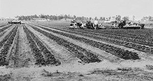 Tractors in a strawberry field with migrant workers. Photos from the Smathers Archives. UF/IFAS File Photo.