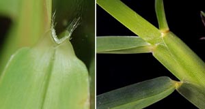 Close up of St. Augustinegrass ligule and collar.