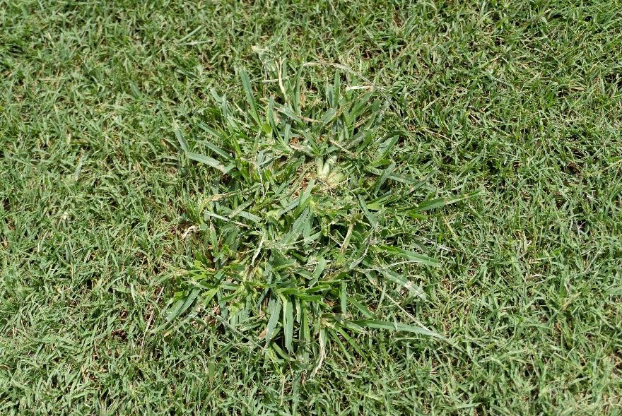 Goosegrass infesting a bermudagrass golf course fairway in southern Florida. Credits: Pawel Petelewicz, UF/IFAS.