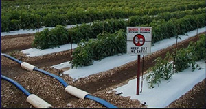 Application of the QIC prototype to automatic soil moisture-based irrigation of tomatoes at the UF/IFAS Tropical Research and Education Center in Homestead, FL. Credits: Rafael Muñoz-Carpena, UF/IFAS.