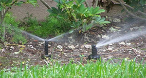 Ornamentals and turfgrass being irrigated from the same irrigation zone. Note: The spray head in the background is irrigating the ornamentals and the rotary sprinkler is irrigating the turfgrass in the foreground. Credits: Michael Gutierrez, UF/IFAS.