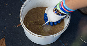 Hand dipping a spoon into a bucket of plant fertilizer. Photo taken 07-30-24. UF/IFAS Photo by Tyler Jones.