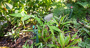 A sprinkler system at a Florida Friendly Landscape. Photo taken 09-27-23. UF/IFAS Photo by Cat Wofford.