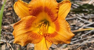 Light orange day lily flower with light orange anthers sprouting from the center where there is a ring of red-orange hue on the petals.