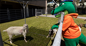 Albert looking at two goats. Photo taken 04-06-24. UF/IFAS Photo by Tyler Jones.