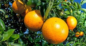 Close-up of an oranges growing on a tree