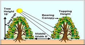 Topping height, middle width, and solar angle influence the amount of sunlight that gets to the lower canopy.